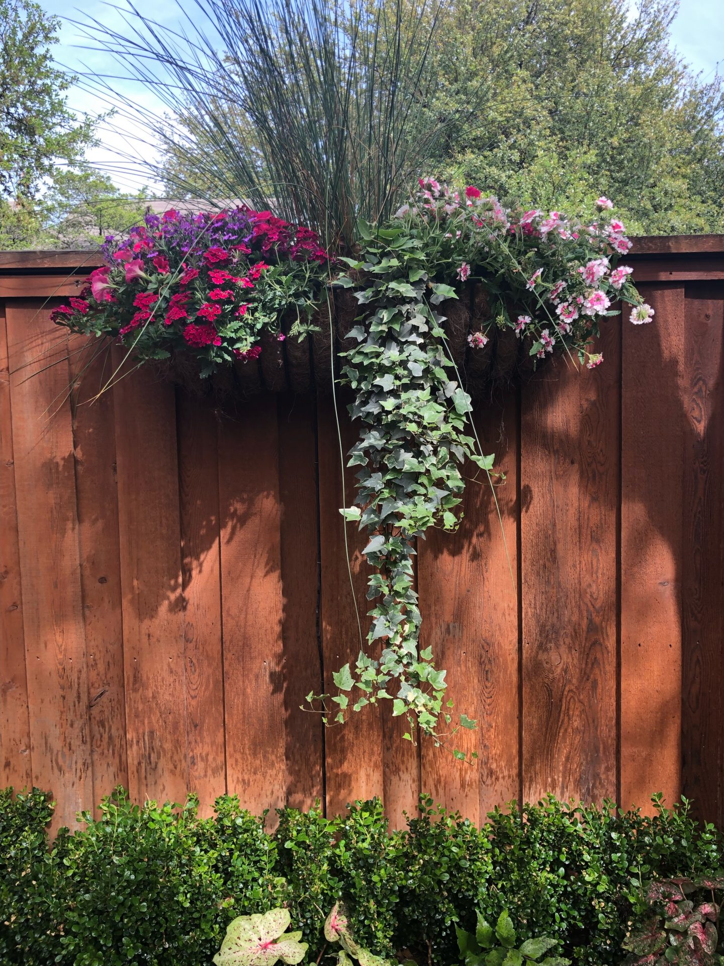 Colorful flowers and ivy on a wooden fence