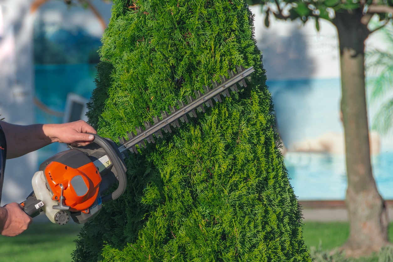 Trimming hedge with orange hedge trimmer.